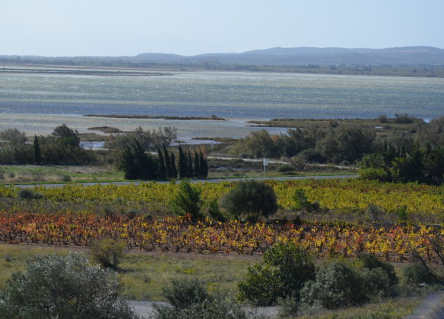 La Palme étang vigne- © PNRNM
