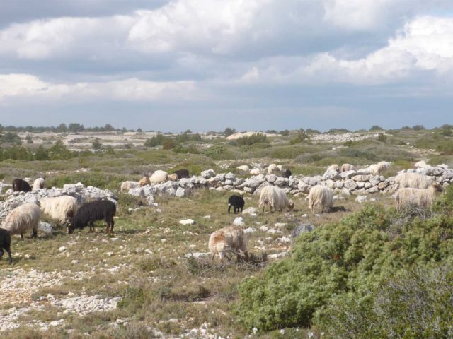 Troupeau Leucate