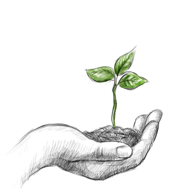 Plante qui pousse écogestes